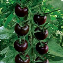 Tomate Chinese Black Pearl chocolate-brown tomato seeds