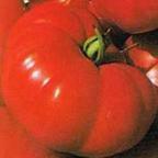 Tomate Costoluto Fiorentino Pomodoro Costoluto Fiorentino semi