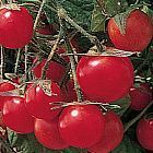 Tomate Gartenperle Pomodoro Gartenperle semi