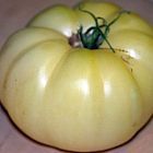 Tomate Great White Pomodoro Great White semi
