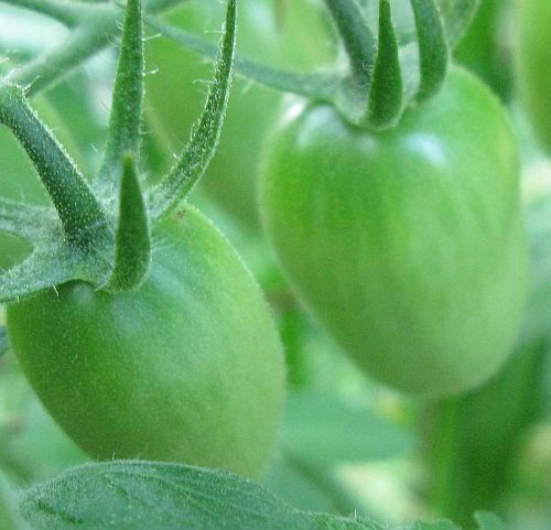 Tomate Green Grape green tomato seeds