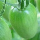 Tomate Green Grape Tomate gr?ne Traube - Tomaten Samen Samen