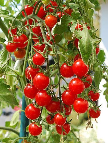 Tomate Italian Red Cherry cherry tomato seeds