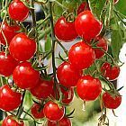 Tomate Italian Red Cherry  cемян