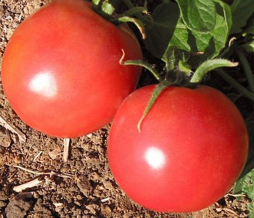 Tomate Market Wonder tomato seeds