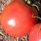 Tomate Market Wonder  cемян