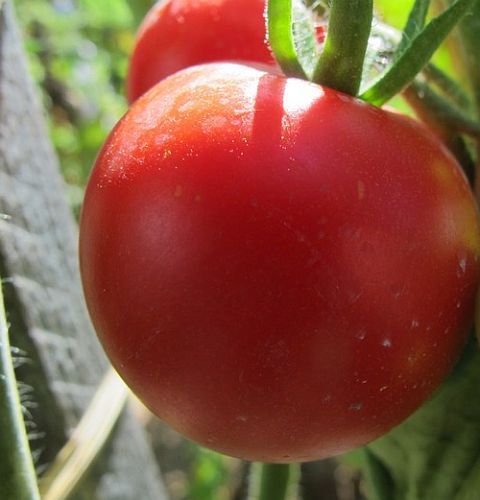 Tomate Matina heirloom tomato seeds