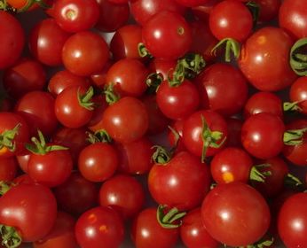 Tomate Miel de Mexique mexican honey tomato seeds