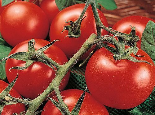 Tomate Money Maker tomato seeds