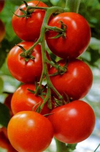 Tomate MonteCarlo F1 Hybrid gourmet tomato seeds