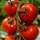 Tomate MonteCarlo F1 Hybrid Tomate Monte Carlo F1 Hybrid - Tomaten Samen Samen