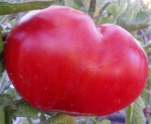 Tomate Mortgage Lifter tomato seeds