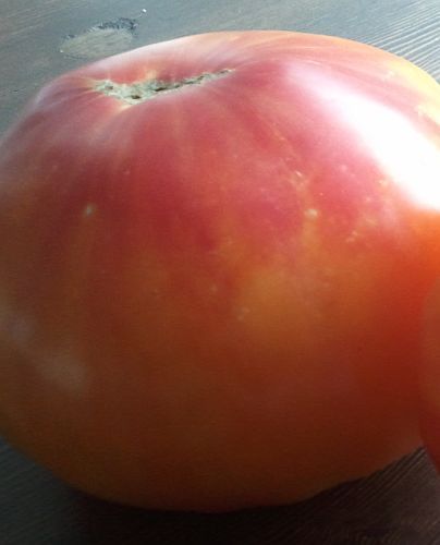 Tomate Old German heirloom tomato seeds