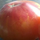 Tomate Old German Tomate altes Deutschland - Tomaten Samen Samen