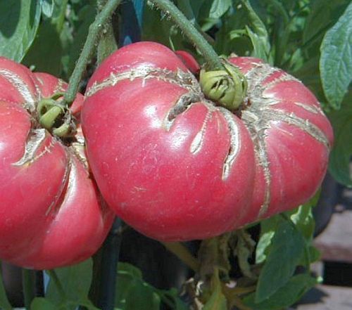 Tomate Omars Lebanese beefsteak tomato seeds