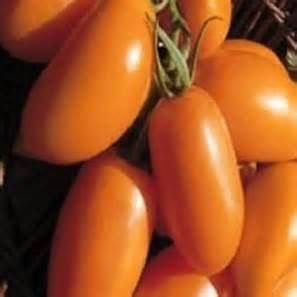 Tomate Orange Banana orange bottle tomato seeds