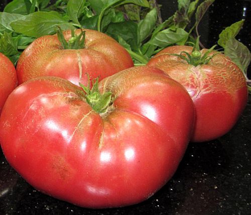 Tomate Pantano Romanesco tomato seeds