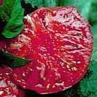 Tomate Pink Brandywine tomate d h?ritage graines