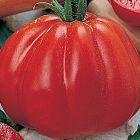 Tomate Pomodora Fleischtomate Samen