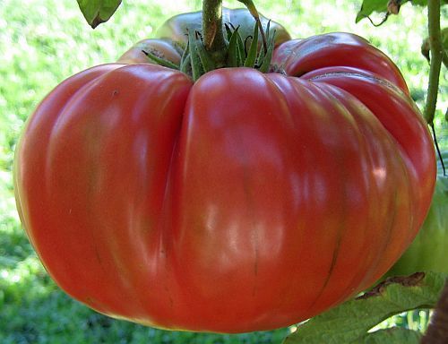 Tomate Red Brandywine beefsteak tomato seeds