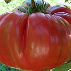 Tomate Red Brandywine tomate d h?ritage graines