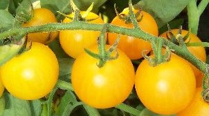 Tomate Reinhards Goldkirsche cherry tomato seeds