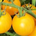 Tomate Reinhards Goldkirsche  semillas