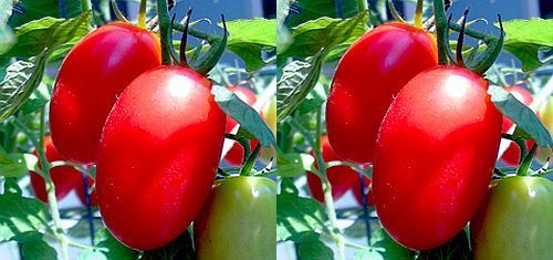 Tomate Rio Fuego red tomato seeds