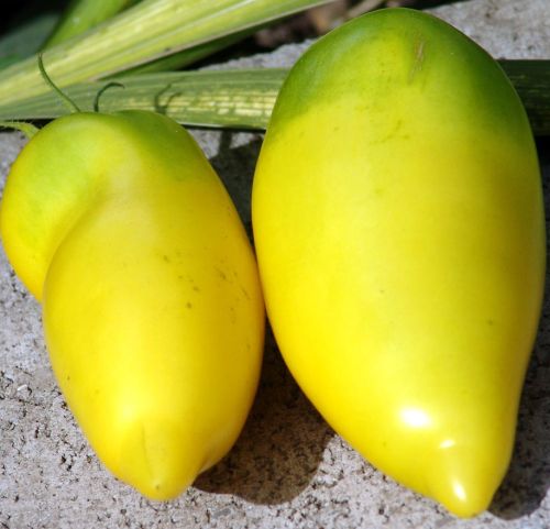 Tomate Roman Candle yellow tomato seeds