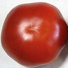 Tomate Saint Pierre Pomodoro Saint Pierre semi