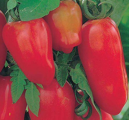 Tomate San Marzano 3 red tomato seeds