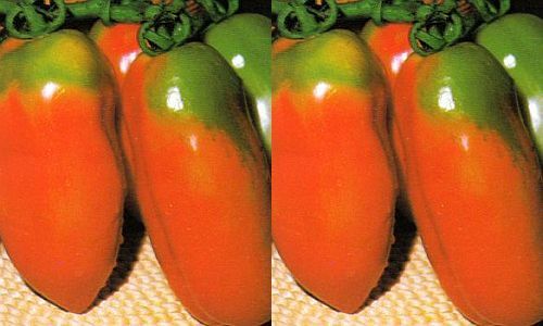 Tomate Scatolone 2 tomato seeds