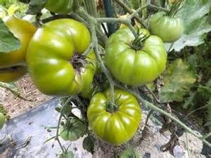 Tomate Tasty Evergreen green tomato seeds