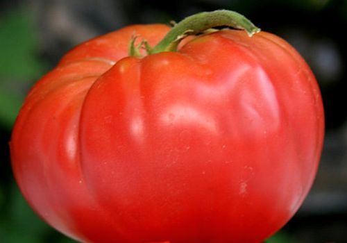 Tomate Thessaloniki red tomato seeds