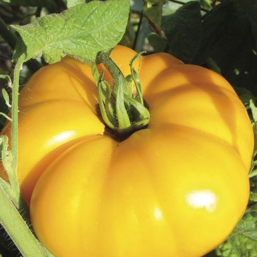 Tomate Yellow Brandywine beefsteak tomato seeds