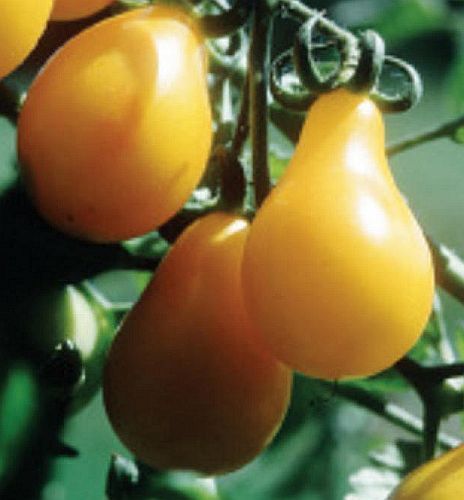 Tomate Yellow Pear heirloom tomato seeds
