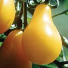 Tomate Yellow Pear Pomodoro Yellow Pear semi