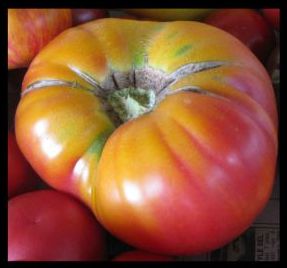 Tomato Beefsteak Pineapple Beefsteak tomato seeds