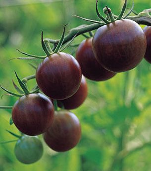 Tomato Cherry Brown Berry Cherry tomato brown seeds