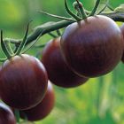 Tomato Cherry Brown Berry  semillas