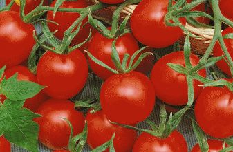 Tomato Cherry Sweetie Sweet Tomato seeds