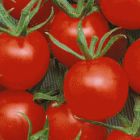 Tomato Cherry Sweetie  semillas