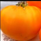 Tomato German Orange Strawberry Fleischtomate Samen