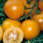 Tomato Golden Sunrise Strauchtomate Samen