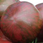 Tomato Ukrainian Purple  semi