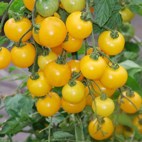 Tomato Window box yellow yellow cherry tomato seeds