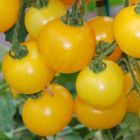 Tomato Window box yellow  semillas