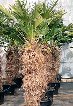 Trachycarpus wagnerianus Miniature Chusan Palm tree â€“ Windmill Palm seeds