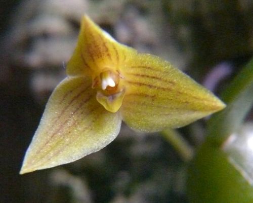 Trias oblonga Orchids seeds