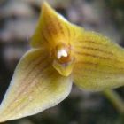 Trias oblonga Orchideen Samen
